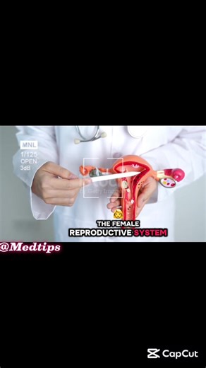 Learn about the female reproductive system and common gynecological conditions like ovarian cysts, ovarian cancer, cervical cancer, and endometriosis. 🩺💡 Early detection and understanding your body are key to reproductive health. #OvarianCancer #FemaleHealth #ReproductiveSystem #Gynecology #MedicalEducation #Endometriosis #CervicalCancer #HealthAwareness #3DAnimation #learnontiktok #fyp