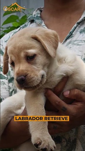 🐶 Labrador Retriever - The Perfect Family Companion ❤️ | Breed Information & Puppy Guide
