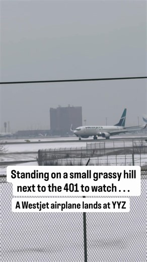 Standing on a grassy hill beside Highway 401, watching a WestJet aircraft land passing a snowy owl
