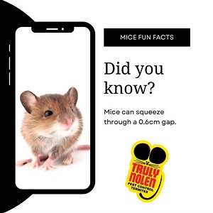 1.1K views · 12 reactions | Yes, you read that right! By flattening out their bodies, mice are able to squeeze through gaps as small as 6mm. That’s roughly the size of a pencil! To learn more visit www.trulynolen.com. #Mice #FunFacts | Truly Nolen Pest & Termite Control | Facebook