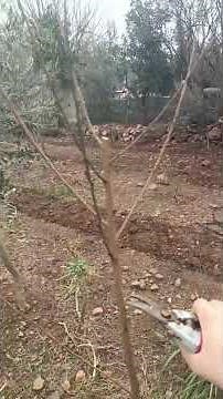 How to prune a 2 year old peach tree