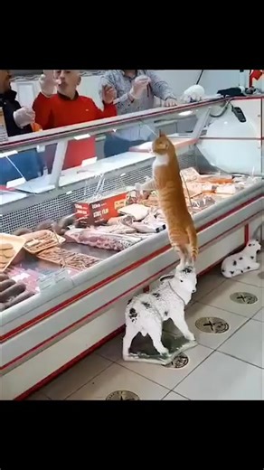 The butchers extend a generous treat to a stray cat paying a visit, what lovely hoomans! 🫶🐾💕 | The Cat Butler - UK