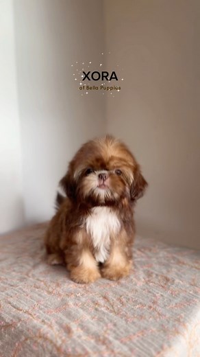 12K views · 1.1K reactions | MINI DOLL SHIH TZU  #reelsfacebook #viralreelsfb #shihtzu #shihtzupuppy #shihtzulovers #shihtzusofinstagram #shihtzupuppies #shihtzupuppy #iloveshihtzu #shihtzuph #fbreelsvideo #dogreels #viraldogs #minidog #smalldog #cutedogs #cutepuppies #adorable #dog #dogvideo #doglover #dogsofinsta #puppylove #puppiesofinstagram #puppylife | Bella Puppies | Facebook