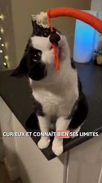 This is what TUXEDO or TWO-TONE CATS ARE like 🖤🤍 #shorts #cats