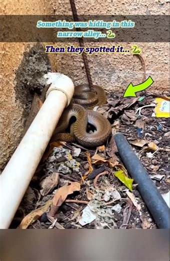 Nobody Expected to Find This Here 🐍