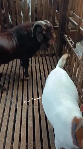 Boer Goat Breeding in Indonesia | Hobi Ternak