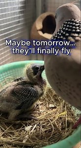 They almost left the nest today… #babybirds #doves #animalshorts #cuteanimals