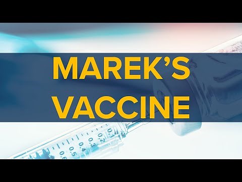 How to Administer the Marek's Disease Vaccine