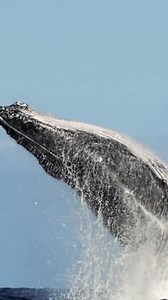 Get car cover before life splashes you 💦 | Dialdirect Insurance