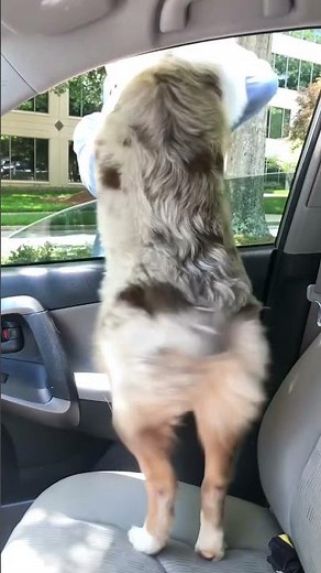 Cute Australian Shepard dances for their owner!!!🕺🐶🎉