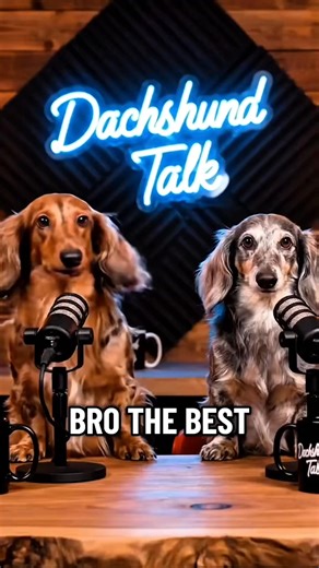 69K views · 1.4K reactions |  #dog #dogs #funny #podcast | dog podcast | Facebook