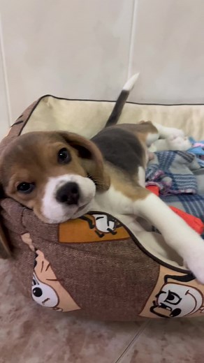 Funny Beagle Puppy Compilation | Cute and Hilarious Dog Videos