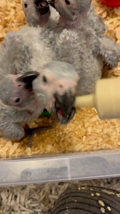 كتاكيت كاسكو الافريقي 🐥🐣🐣🐣🐥 baby African grey congo - hand raise baby birds 🐥🐣🐥🐣 fine feathered friends ❤️ | Fine feathered friends ツ