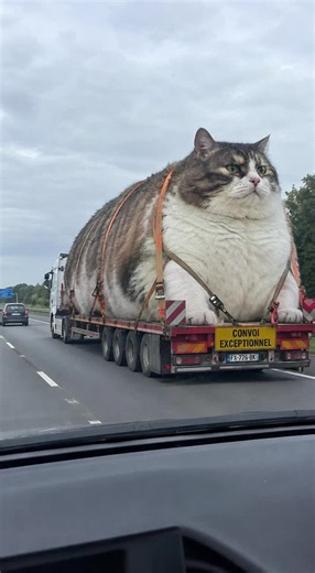 Chat dans un camion : combien coûtent ses croquettes ?