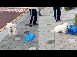 Two Completely Different Dogs