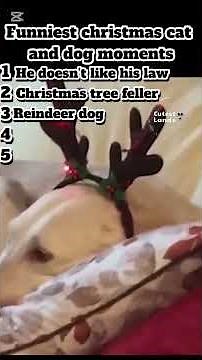 Funniest christmas cat and dogs moments