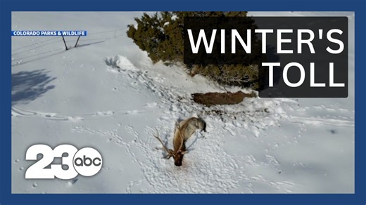 Large numbers of herd animals dying of starvation