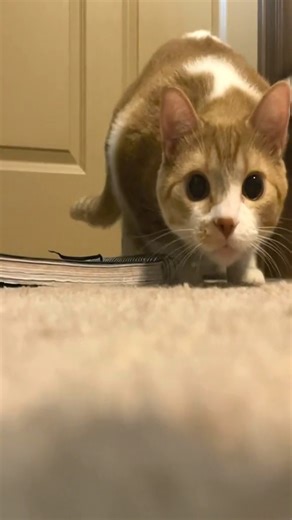 Mango attack. #catattack #MaiselChallenge #viralvideos #viral #goviral #fypシ゚viral #viralvideo #fypシ | mangothekitten