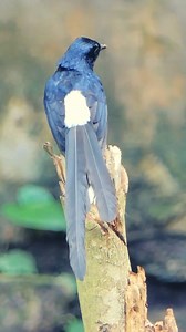 1K views | Melodic Maestro: Oriental Magpie Robin’s Symphony ...