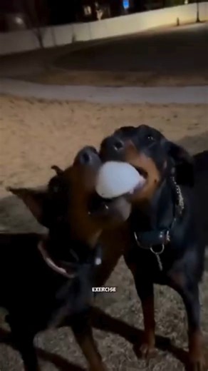 Light up every adventure - even the late-night fetch 🐶 The LightRanger 2000 keeps every moment shining bright. ✨ 2,000 lumens of elevated light reaching up to 3 metres high ✨ Rechargeable & portable, ready for any setup ✨ Built tough to handle every adventure ✨ 3 Colour modes Don’t let the dark call it a night - grab yours now during OZtrail’s Black Friday Sale! #BlackFridaySale #OZtrailAdventure #LightUpYourNight #BackyardVibes #DogFriendlyAdventures | OZtrail Australia