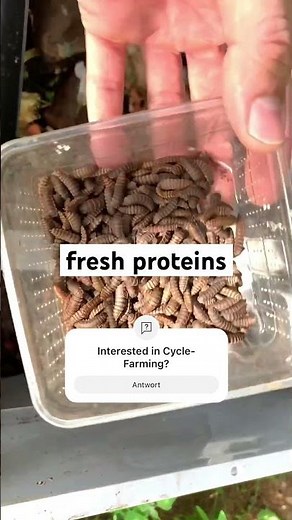 Transforming Food Waste into Protein with Black Soldier Fly Larvae