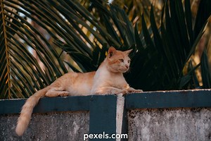 Free Scroller+Quiver+Videos Photos