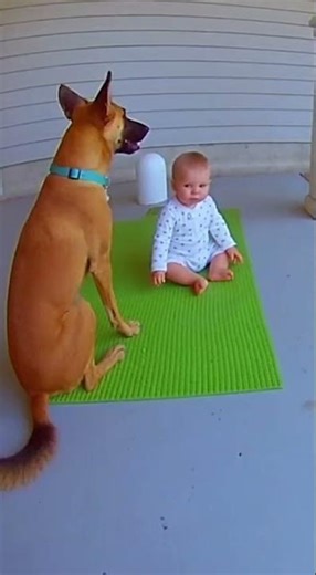 A brave dog who saved a life.