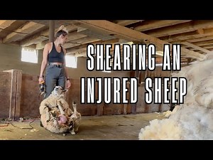 How to Shear an Injured Sheep