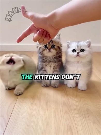 Kittens discovered genius trick for unlimited treats 🐱😂