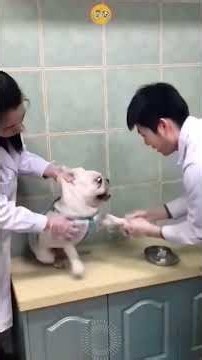 Funny Dogs at the Vet 🐶💉 | Hilarious Reactions to Shots & Medicineّ