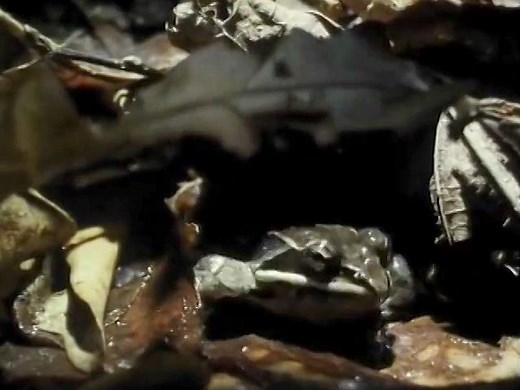 The survival mechanism of hibernating frogs in low temperatures | Britannica
