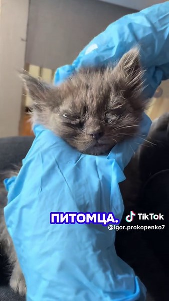 Обработка глаз у животных: Пес, Кот и их особенности