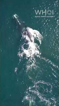 New right whale moms in Cape Cod Bay!