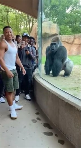 Gorilla Laughs After Man Fails His Backflip At The Zoo #subscribe #shorts