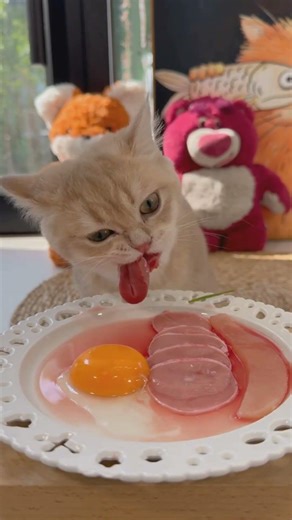 cat eat meatslices 🥩🥚🍳| ASMR cat mukbang #cats #asmr #mukbang #shorts #pets