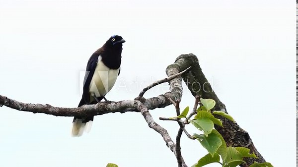 Juvenile Black-chested Jay (Cyanocorax affinis) perched on a tree branch, preening its feathers and briefly defecating — a candid moment in tropical bird behavior.