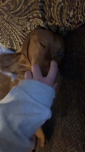 Boop! #bopitchallenge #bopit #vizsla