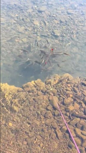 Top 10 Must-Have Fishing Gear for Beginners