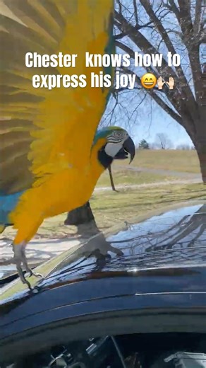 Chester knows how to express his joy when he is flying 😄 #flyingparrot #talkingparrot #happyparrot￼