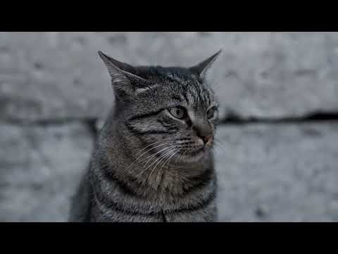 Glowing Hissing Cat | Scary Cat Sounds Compilation | Must Watch Till The End | CatsWorldShabeenKhan
