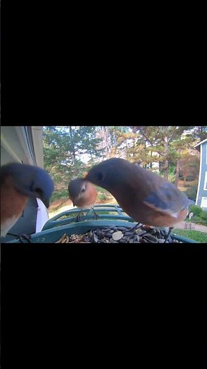 Eastern Bluebirds Family Visiting The Feeder
