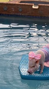 52K views · 1.9K reactions | 冀HAVE YOU ORDERED YOUR POSEY PLUSH?冀...