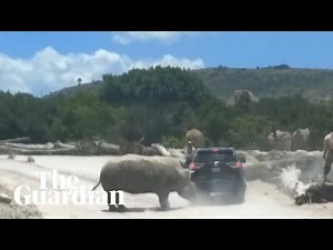 Rhino charges at car in Mexican safari park