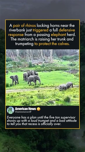 MATRIARCH PROTECTS HERD