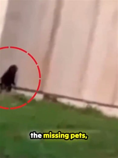 Man Captures Hairy Creature Responsible For Missing Pets👻👀😱 The hunt for the creature snatching beloved pets in Rosario, Argentina, leads to this astonishing capture. A short, hairy figure emerges from the forest line, and the sheer panic of the person filming is palpable—so much so that the recording abruptly stops! Locals are whispering about a genuine *duende* or perhaps the legendary *El Pambero* from Guarani folklore. Even official searches turned up nothing. What exactly did this person