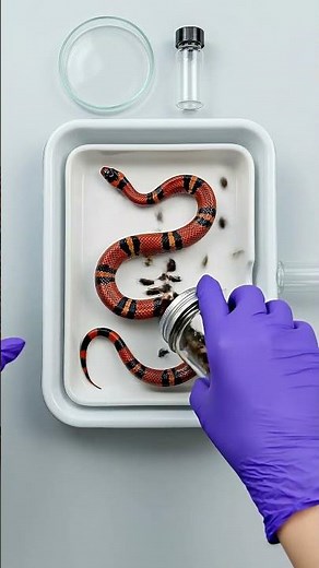 Dermestid Beetles Cleaning a Snake Specimen | Biological Process