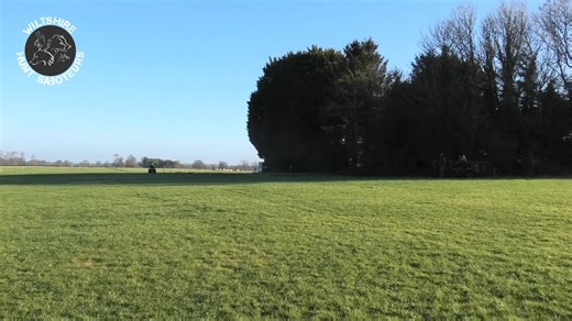 On Saturday hunt sabs forced a change in the behaviour of the Beaufort Huntsman. Sabs stopped the hounds on a fox's line on one side of the covert with another team ready at the other. He has been caught so many times this season, we don't know if sheer audacity, or really inept with the whole smokescreen thing. Either way, he ain't gonna be coming up smelling of roses this time. This huntsman is under several police investigations and all original footage is with the police, including several v