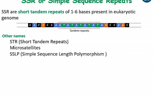 SSR Marker _ SSR 分子标记 讲解