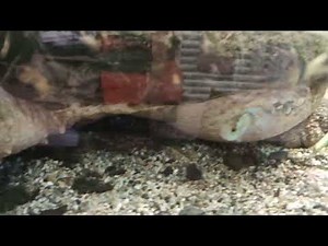 Alligator snapping turtle setup