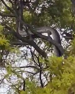 Well, it seems magpies aren't the only thing we'll have to look up for this season! 🐍 A HUGE python has been spotted slithering up a tree in Manly yesterday. #9News | WATCH LIVE 6pm | 9 News Gold Coast